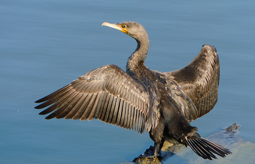 ''Un Autunno per l'Ambiente'' prosegue con il birdwatching nell'oasi Arnovecchio